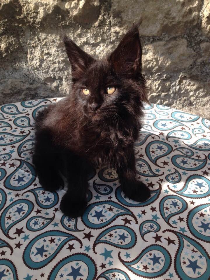 Queen De L'Arbre Aux Coons - Chaton Maine Coon Meuse