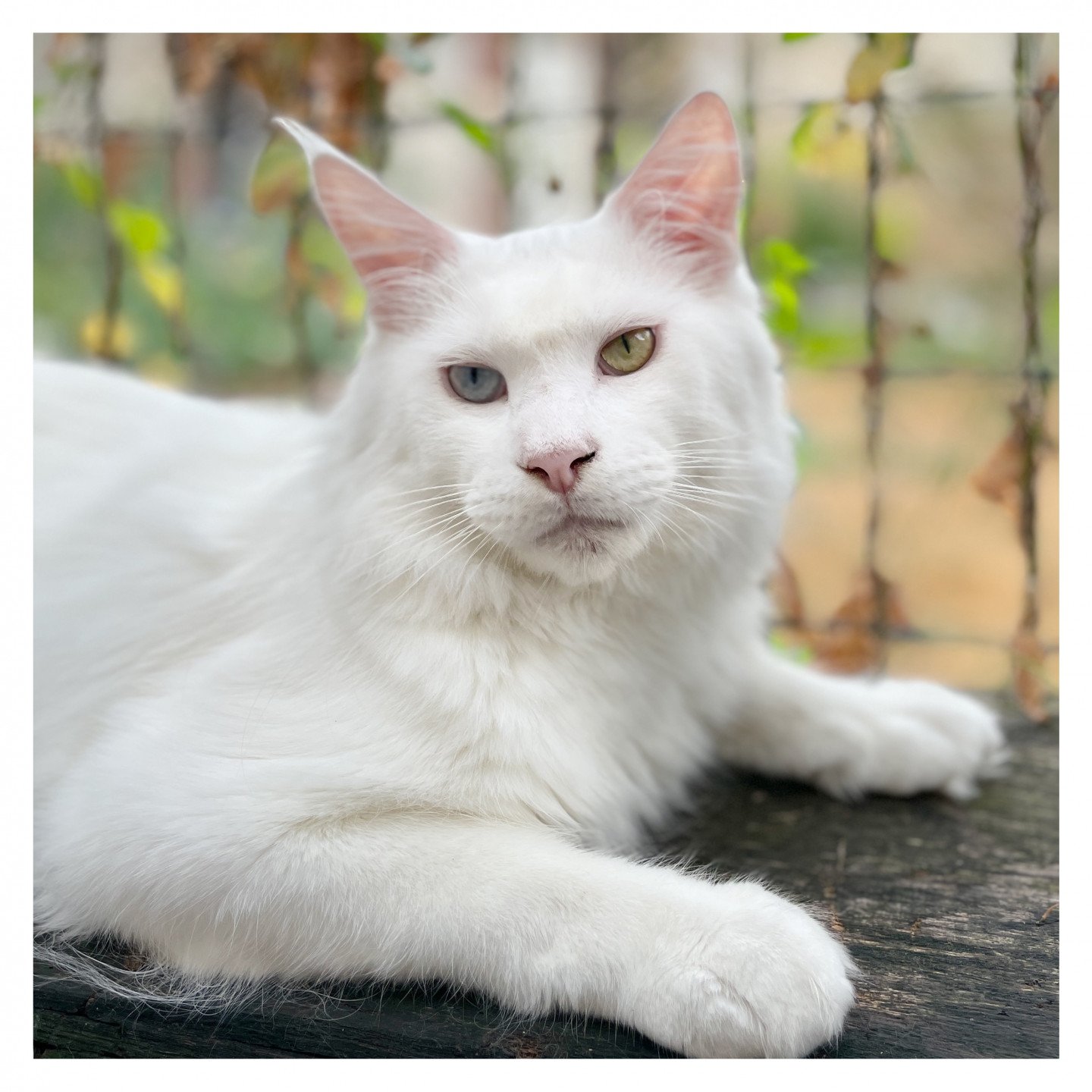 Api Maine Coon Blanc Yeux Vairons | Arbre Aux Coons - Birmalove's