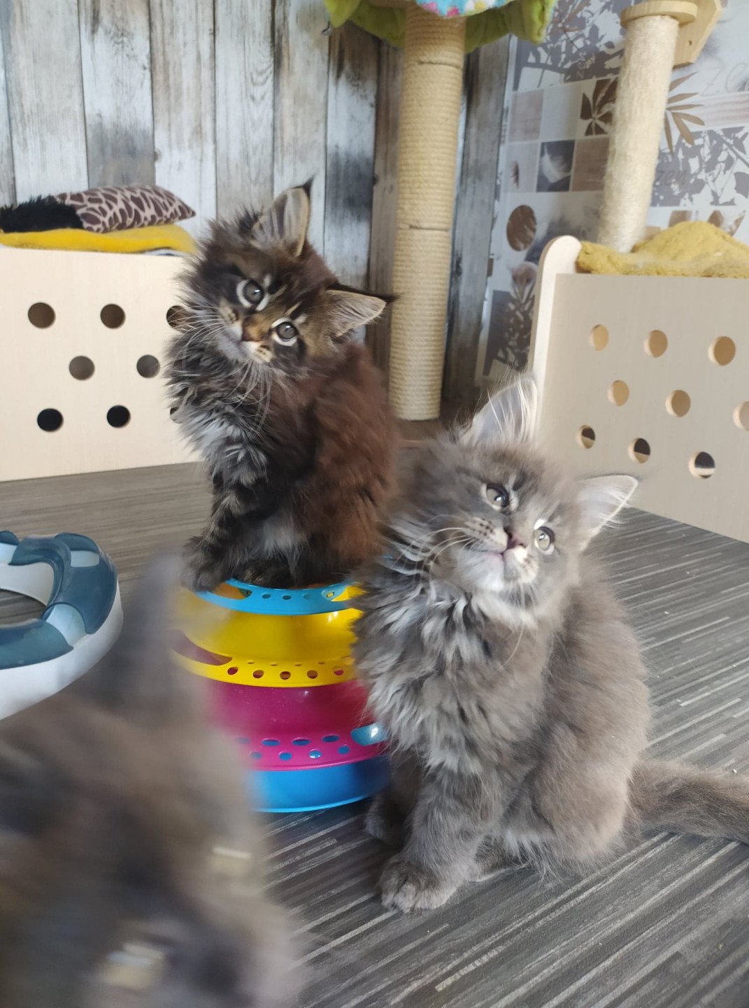 Super Gaston De L'Arbre Aux Coons - Chaton Maine Coon Meuse