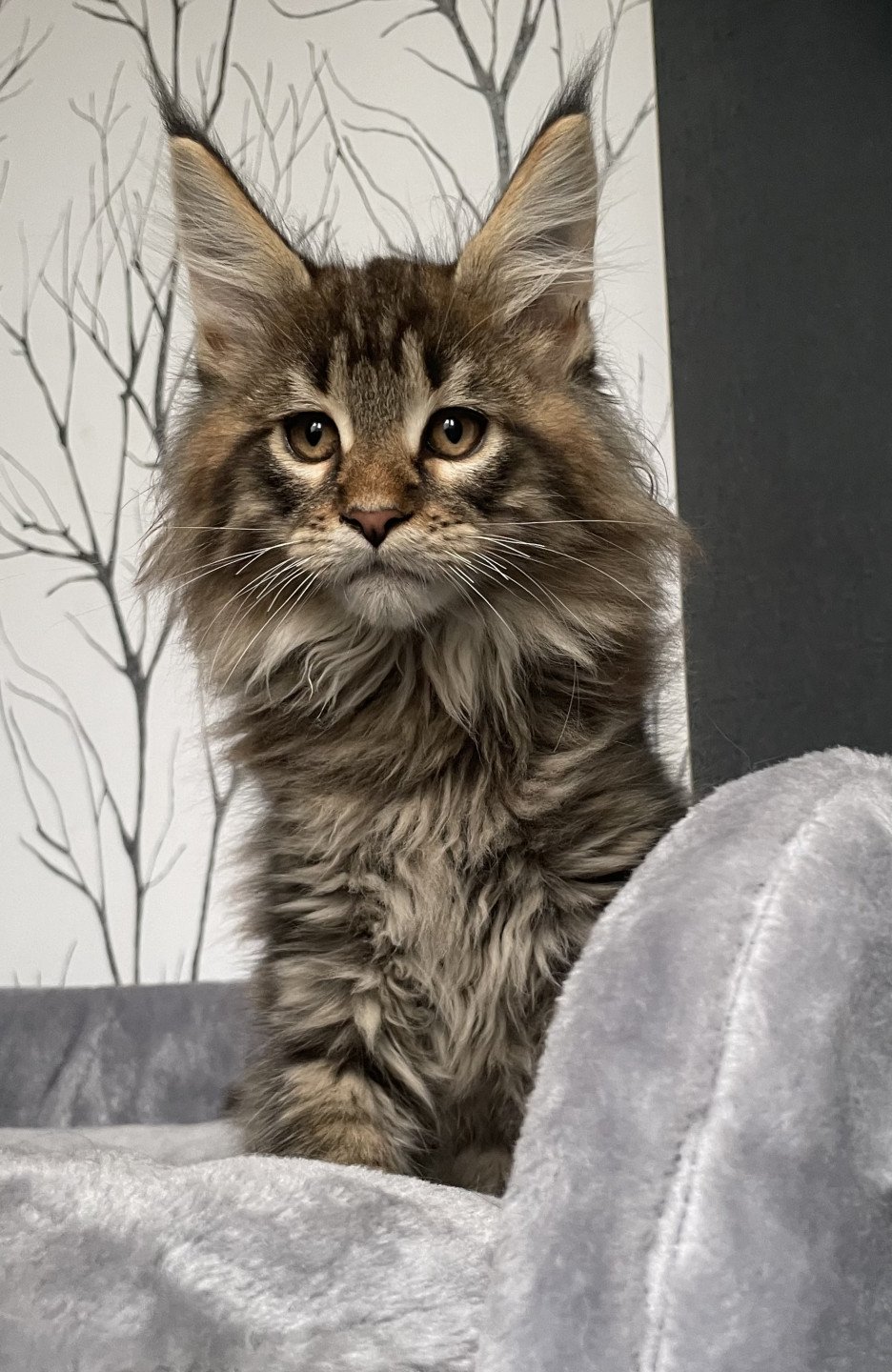 UMBRO De L'Arbre Aux Coons - Chaton Maine Coon Meuse