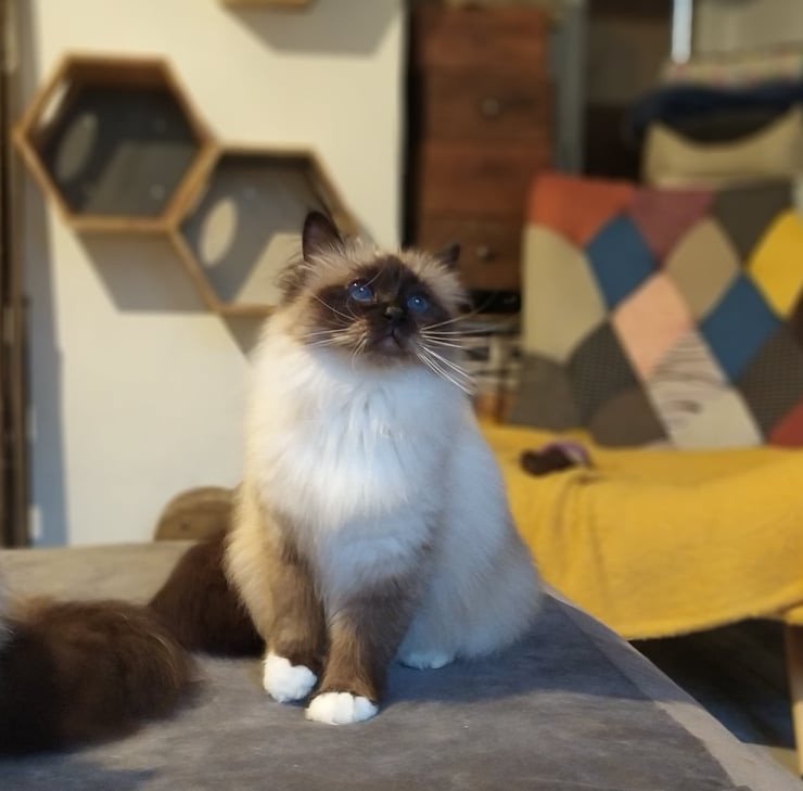 Margot Du Sacre Roi Chat Sacre De Birmanie Meuse