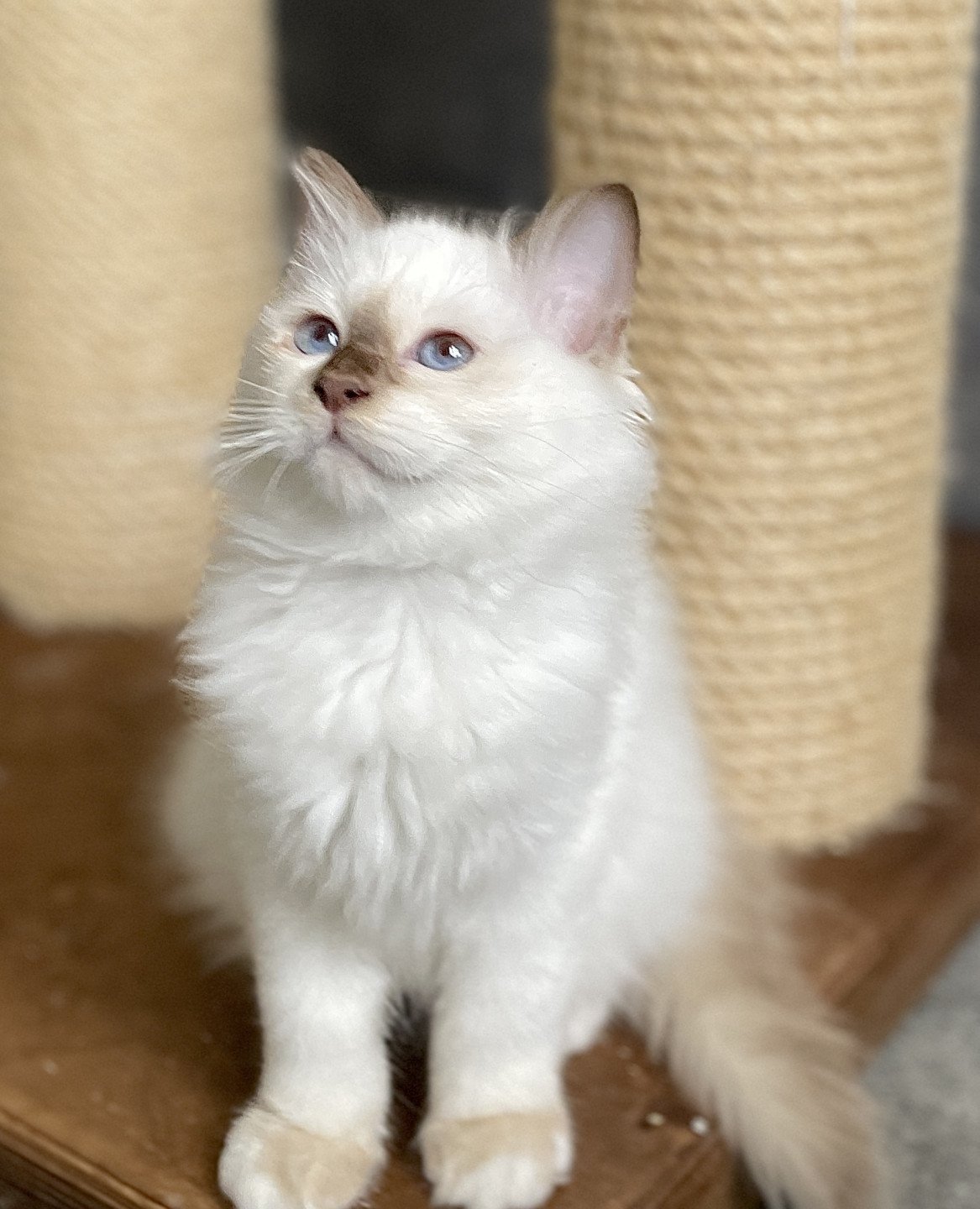 chaton Sacré de Birmanie Ti Bouchon Arbre Aux Coons -  Birmalove's
