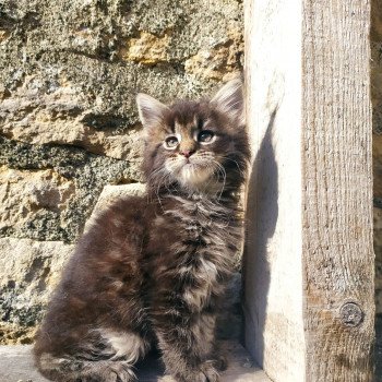 chaton Maine coon brown tabby Shany Arbre Aux Coons -  Birmalove's
