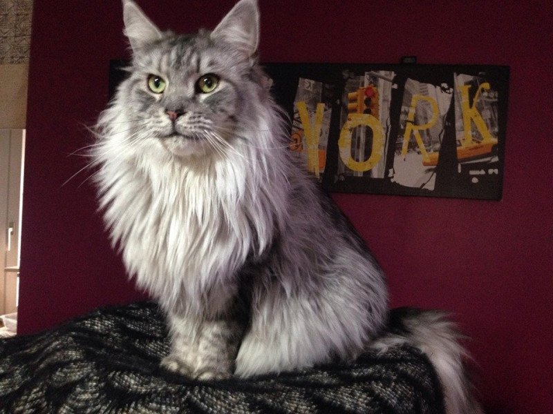 Louna Femelle Maine coon
