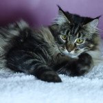 Maine Coon LOOF