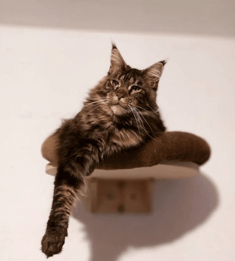 Ombre Chinoise Femelle Maine coon