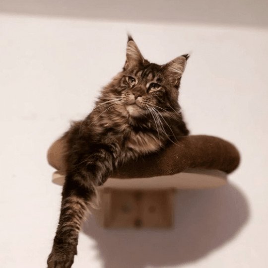 Ombre Chinoise Femelle Maine coon
