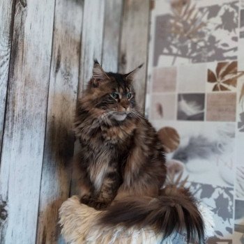 chat Maine coon brown tortie blotched tabby Ombre Chinoise Arbre Aux Coons  ?  Birmalove