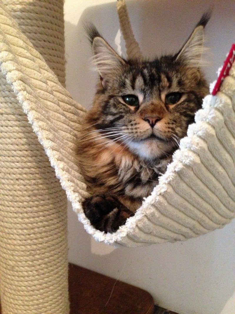 Ombre Chinoise Femelle Maine Coon