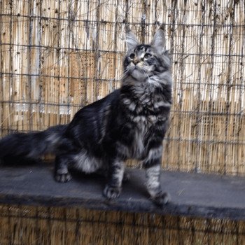 chaton Maine Coon brown blotched tabby P'tit C Arbre Aux Coons ? Birmalove Maine coon brown blotched tabby