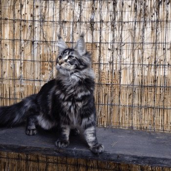 chaton Maine Coon brown blotched tabby P'tit C Arbre Aux Coons ? Birmalove Maine coon brown blotched tabby