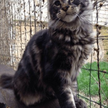 chaton Maine Coon brown blotched tabby P'tit C Arbre Aux Coons ? Birmalove Maine coon brown blotched tabby