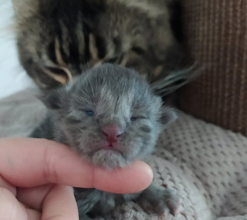 S. Blue Femelle Maine coon