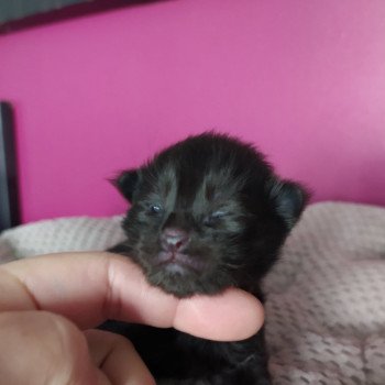 chaton Maine coon black S. Collier Marron Arbre Aux Coons - Birmalove's chaton Maine coon black S. Collier Marron Arbre Aux Coons - Birmalove's