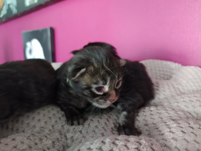 S. Turquoise Femelle Maine coon