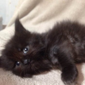 Kitten Maine Coon Petite Black Arbre Aux Coons  ?  Birmalove