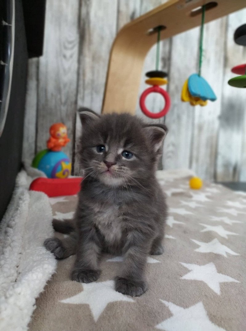 Shake Up Mâle Maine coon