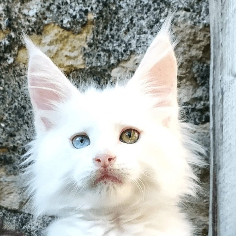 Show Time Mâle Maine coon