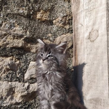 chaton Maine coon black silver tabby Sirius Arbre Aux Coons -  Birmalove's
