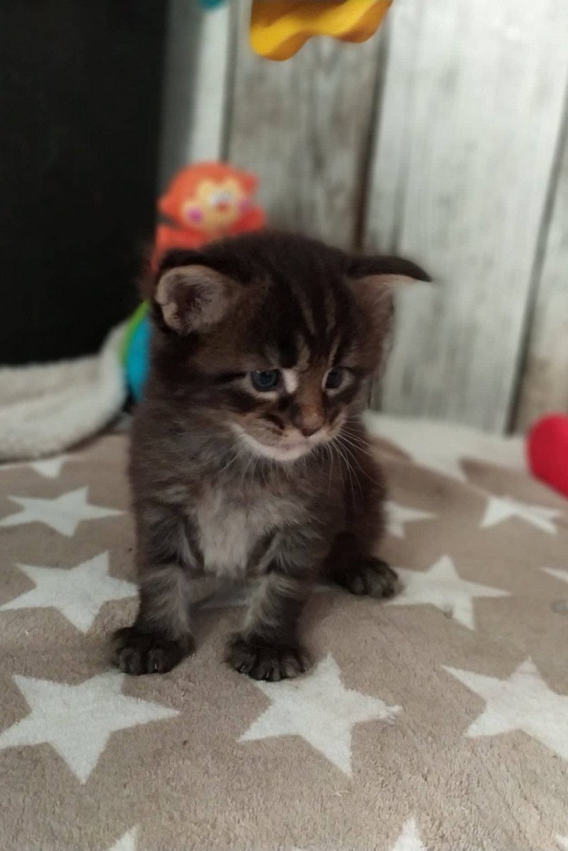 Succès Garanti Mâle Maine coon