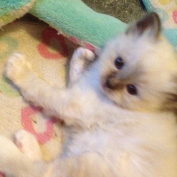 Kitten Sacred Birman Pika Arbre Aux Coons ? Birmalove Sacré de Birmanie