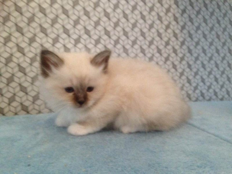 Freddie Mâle Sacré de Birmanie