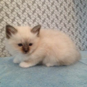 Kitten Sacré de Birmanie P' Freddie Arbre Aux Coons ? Birmalove Sacré de Birmanie