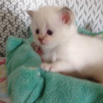 Kitten Sacred Birman Pin Up Arbre Aux Coons ? Birmalove Sacré de Birmanie