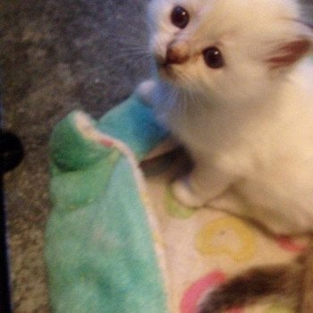 Kitten Sacred Birman Pin Up Arbre Aux Coons ? Birmalove Sacré de Birmanie