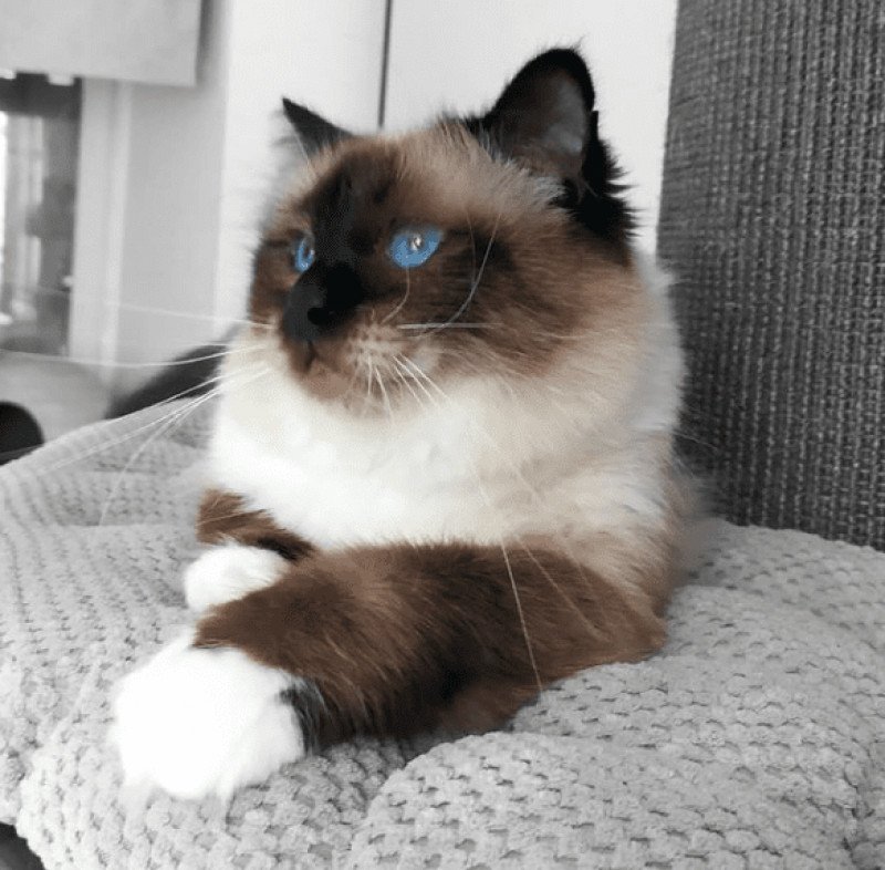 Oup's Pas Vu Mâle Sacré de Birmanie