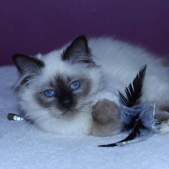 Kitten Sacred Birman Oup's Pas Vu Arbre Aux Coons ~ Birmalove Sacré de Birmanie seal smoke point
