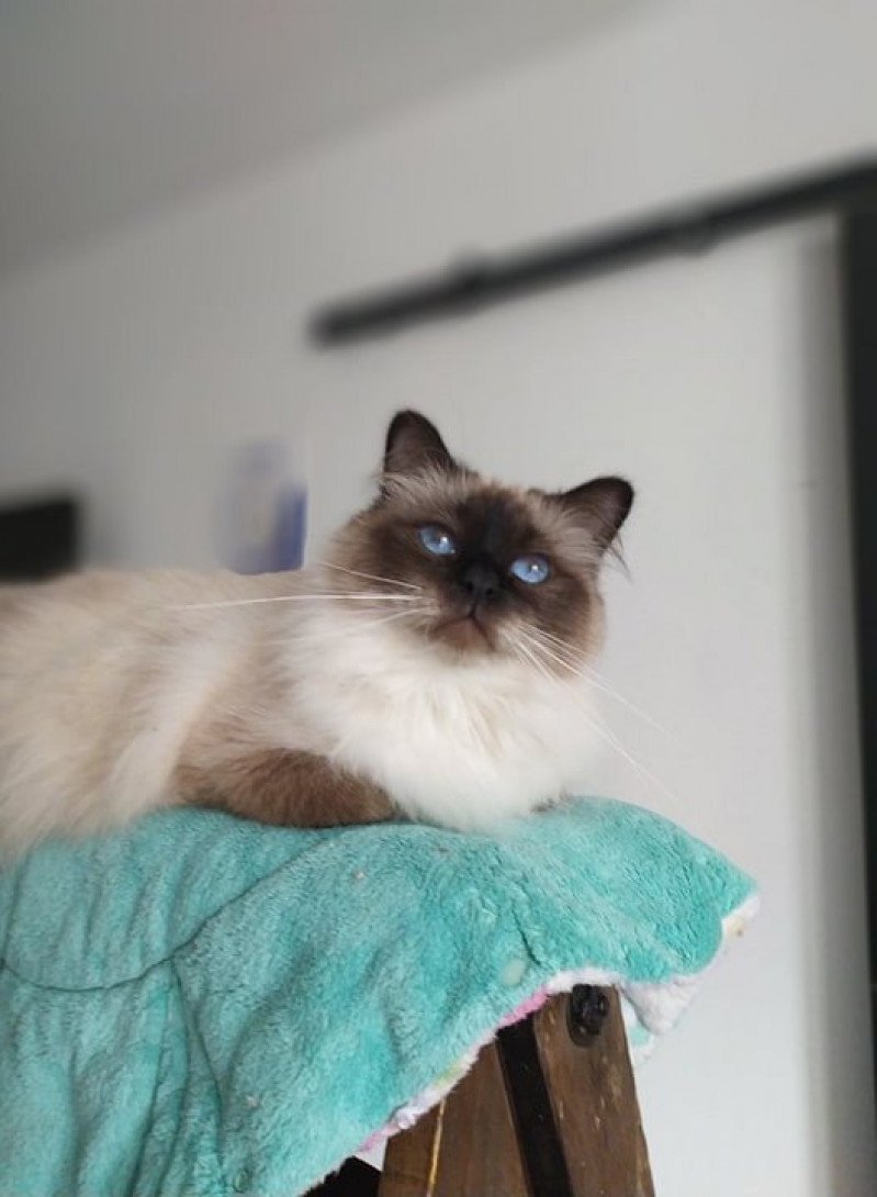 Oup's Pas Vu Mâle Sacré de Birmanie