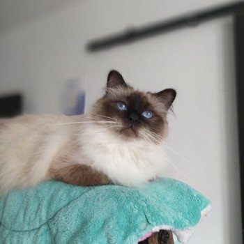 chat Sacré de Birmanie seal smoke point Oup's Pas Vu Arbre Aux Coons 🖤 Birmalove Sacré de Birmanie seal smoke point