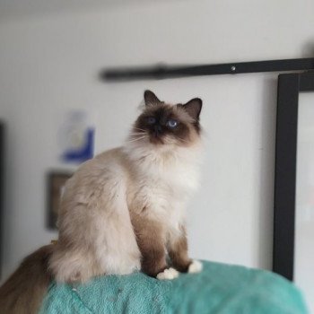 chat Sacré de Birmanie seal smoke point Oup's Pas Vu Arbre Aux Coons 🖤 Birmalove Sacré de Birmanie seal smoke point