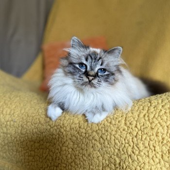 chat Sacré de Birmanie seal tabby point Penny Lane Arbre Aux Coons - Birmalove's chat Sacré de Birmanie seal tabby point Penny Lane Arbre Aux Coons - Birmalove's