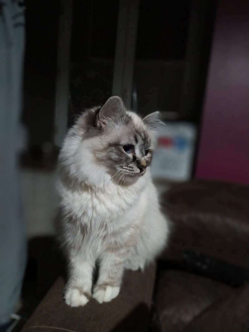 Penny Lane Femelle Sacré de Birmanie