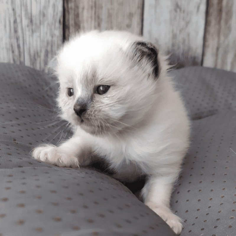 Si Belle Femelle Sacré de Birmanie