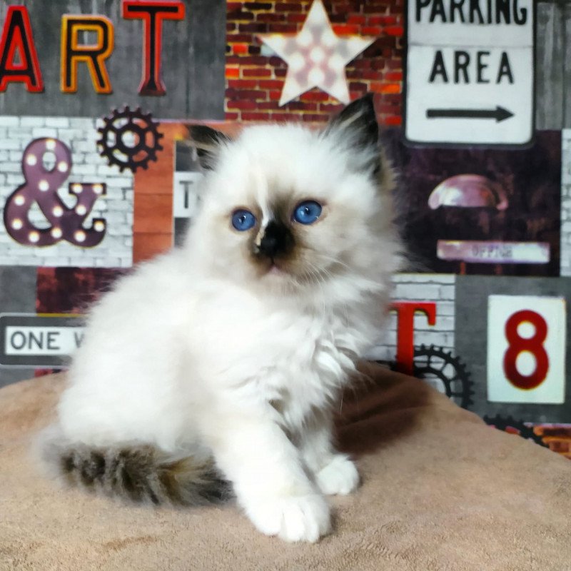 Si Belle Femelle Sacré de Birmanie