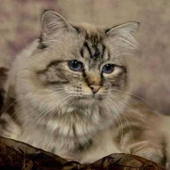 Kitten Sacred Birman Uriel Adoration * RU Magali Hotton Sacré de Birmanie seal tabby point