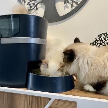 L'allié idéal pour nourrir votre chat sans stress