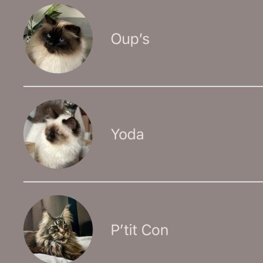 Litière automatique Petsnowy