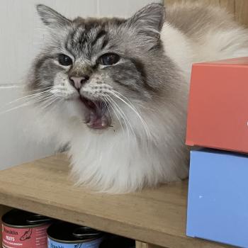 Uriel réclame ses filets Franklin Pet Food