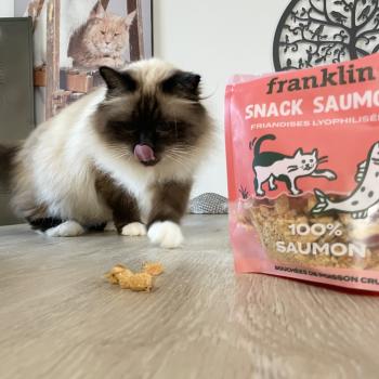Délicieuse friandises au saumon pour chat 
