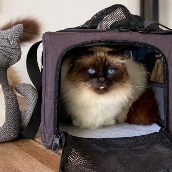 Sacs de transport pour chat : Avis, photos et Code Promo