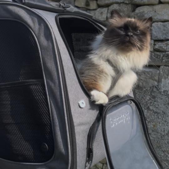 Sacré de Birmanie en ballade dans son sac à dos Pecute