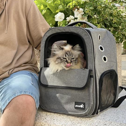 Chat sur un banc dans son sac a dos de transport 
