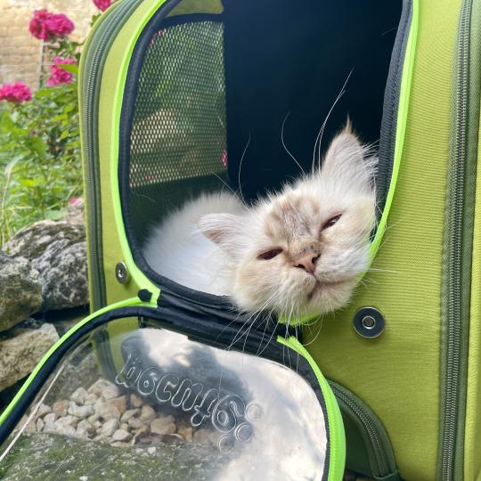 Chat endormi dans son sac à dos de transport 