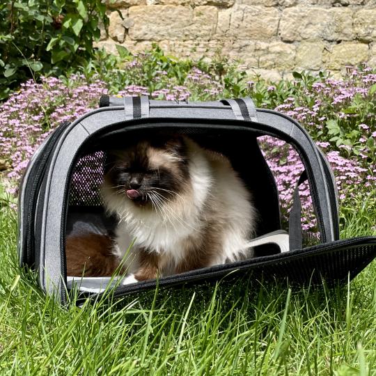 Chat qui profite de son sac de transport 