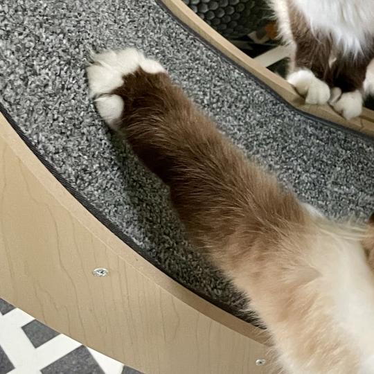 Patte de chat sur la surface de course de sa roue d'exercice