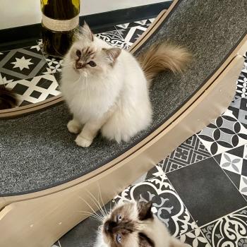 Roue pour chat : tout savoir avant de se lancer